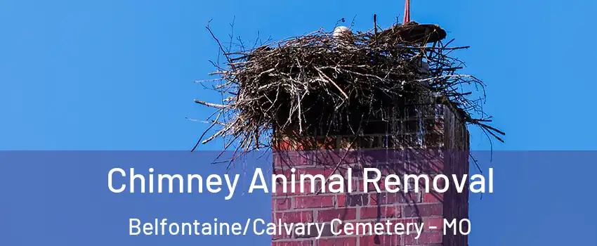 Chimney Animal Removal Belfontaine/Calvary Cemetery - MO