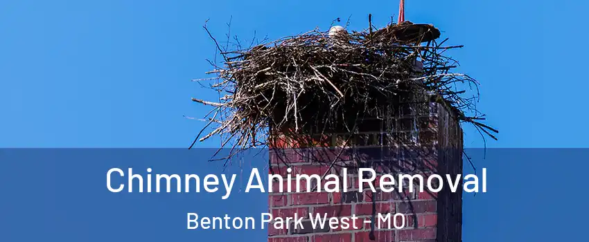 Chimney Animal Removal Benton Park West - MO