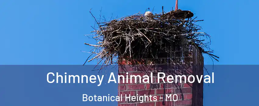 Chimney Animal Removal Botanical Heights - MO