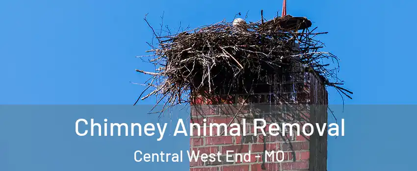 Chimney Animal Removal Central West End - MO