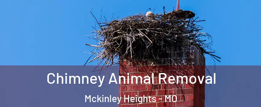 Chimney Animal Removal Mckinley Heights - MO