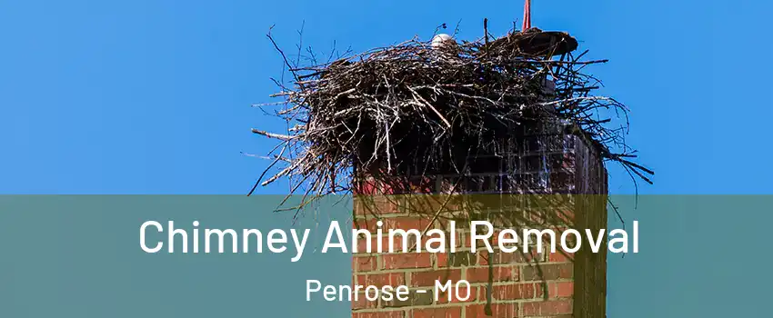 Chimney Animal Removal Penrose - MO