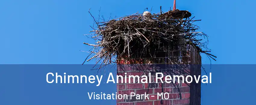 Chimney Animal Removal Visitation Park - MO